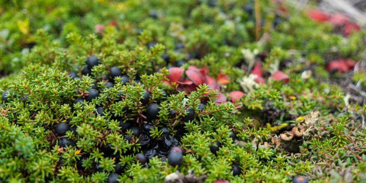 tundra blueberries alaska