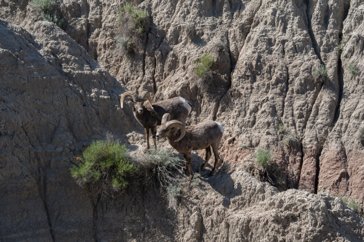 badlands wildlife mountain goat