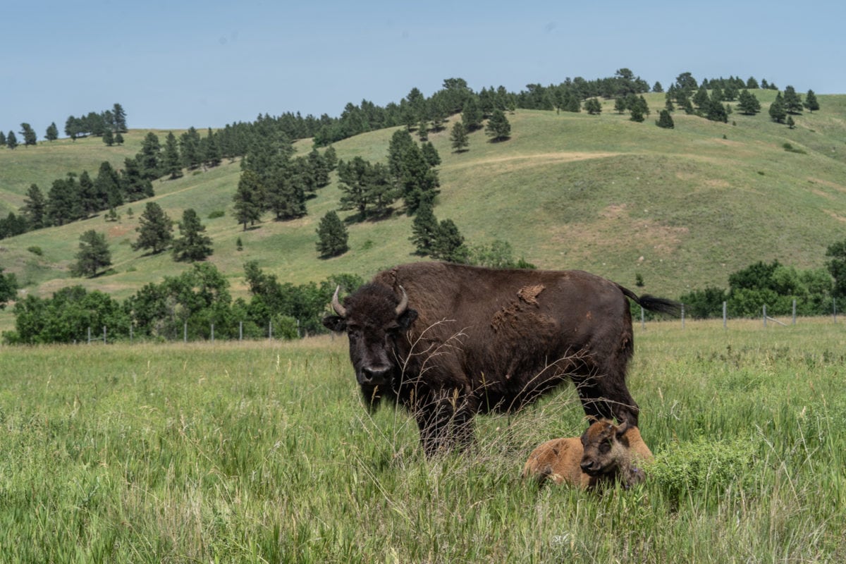 buffalo south dakota