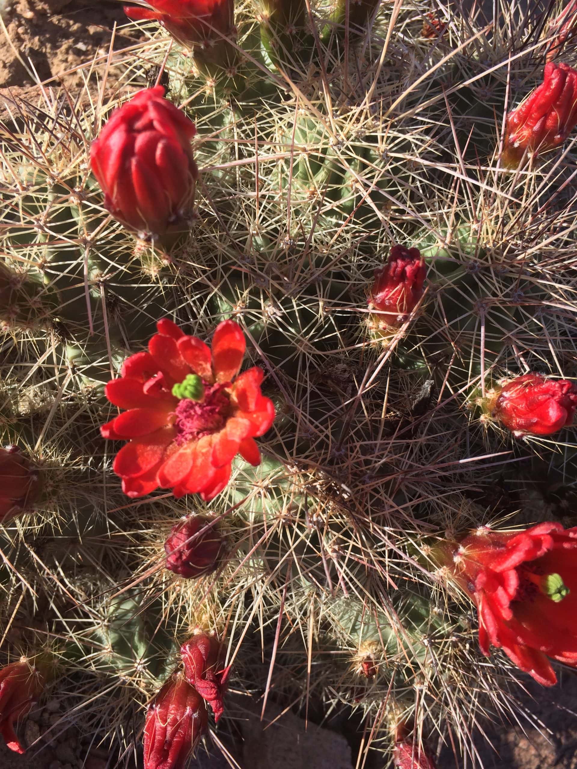 taos new mexico