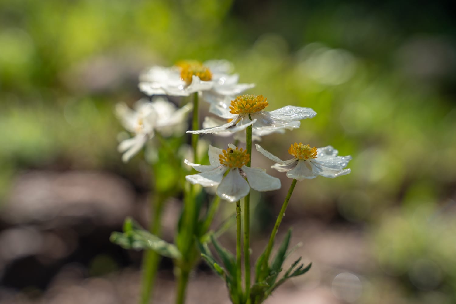 vail wildflower hike