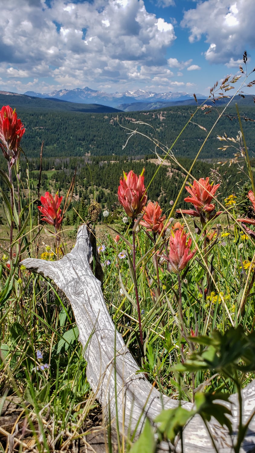 vail wildflowers