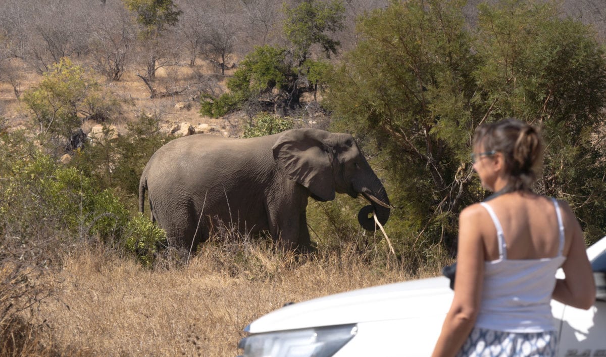 Elephants south africa bush camp