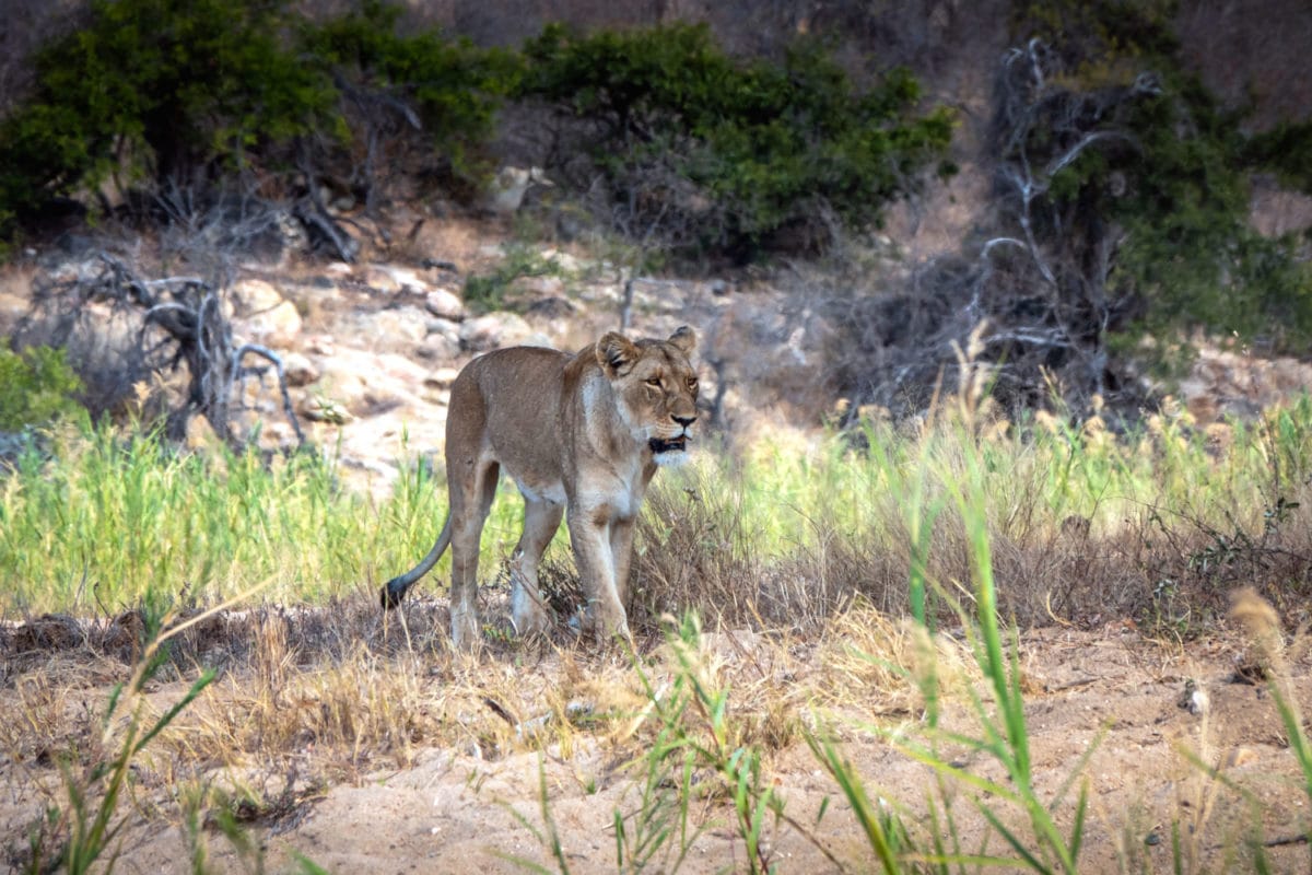 lioness at klaserie bush camp