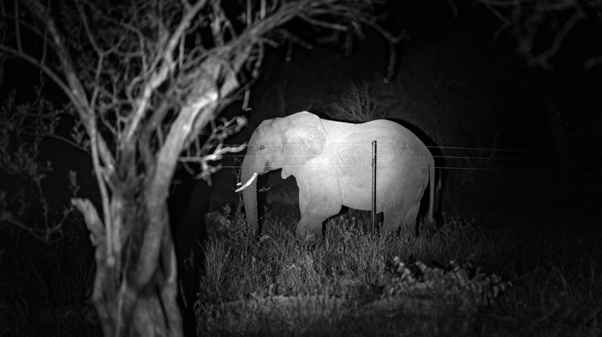 south africa elephant