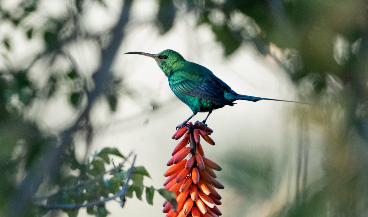 south africa birdwatching