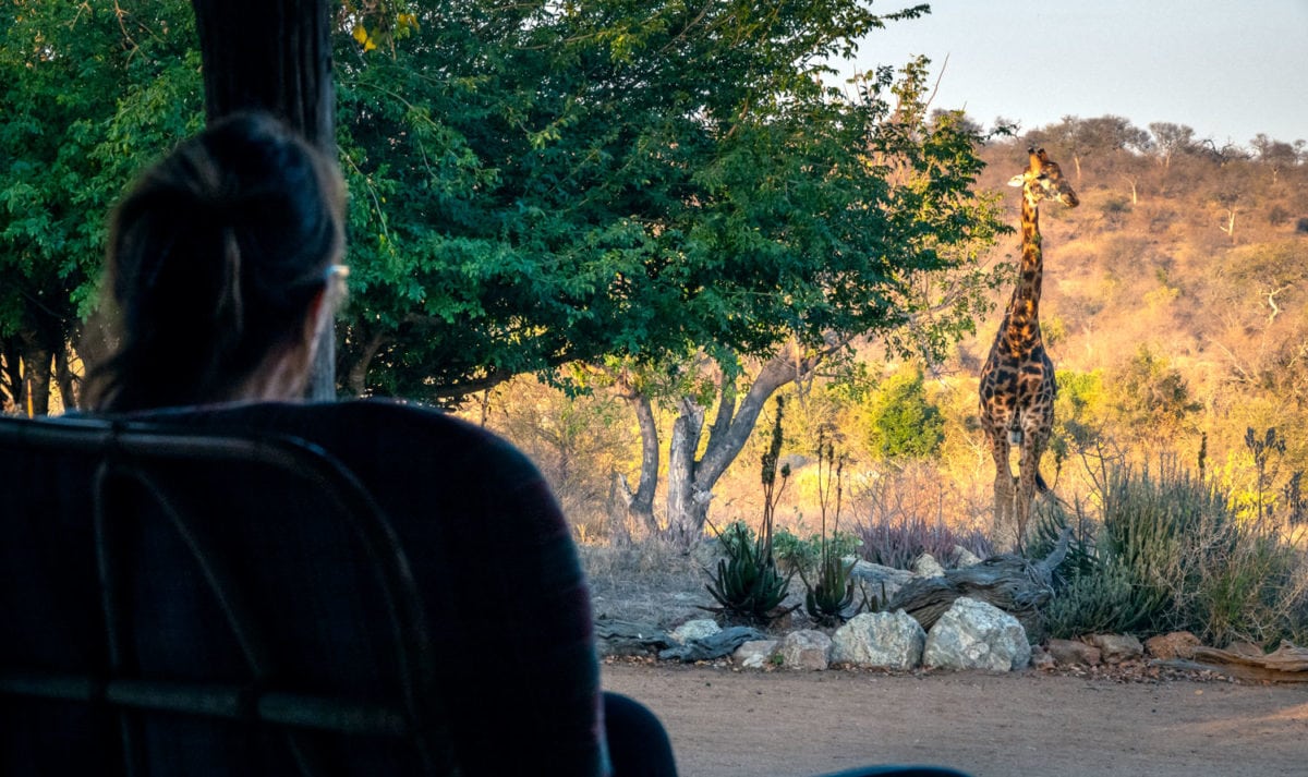giraffe visiting the camp