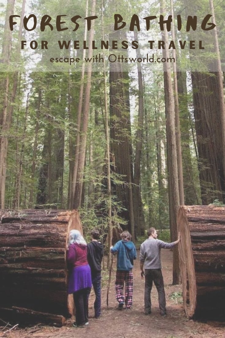 giant redwood trees