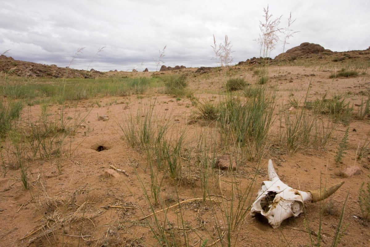 skull southern mongolia sandy desert basin surrounded by dunes