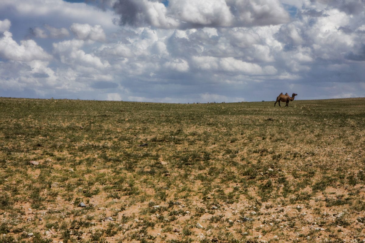 camel gobi desert