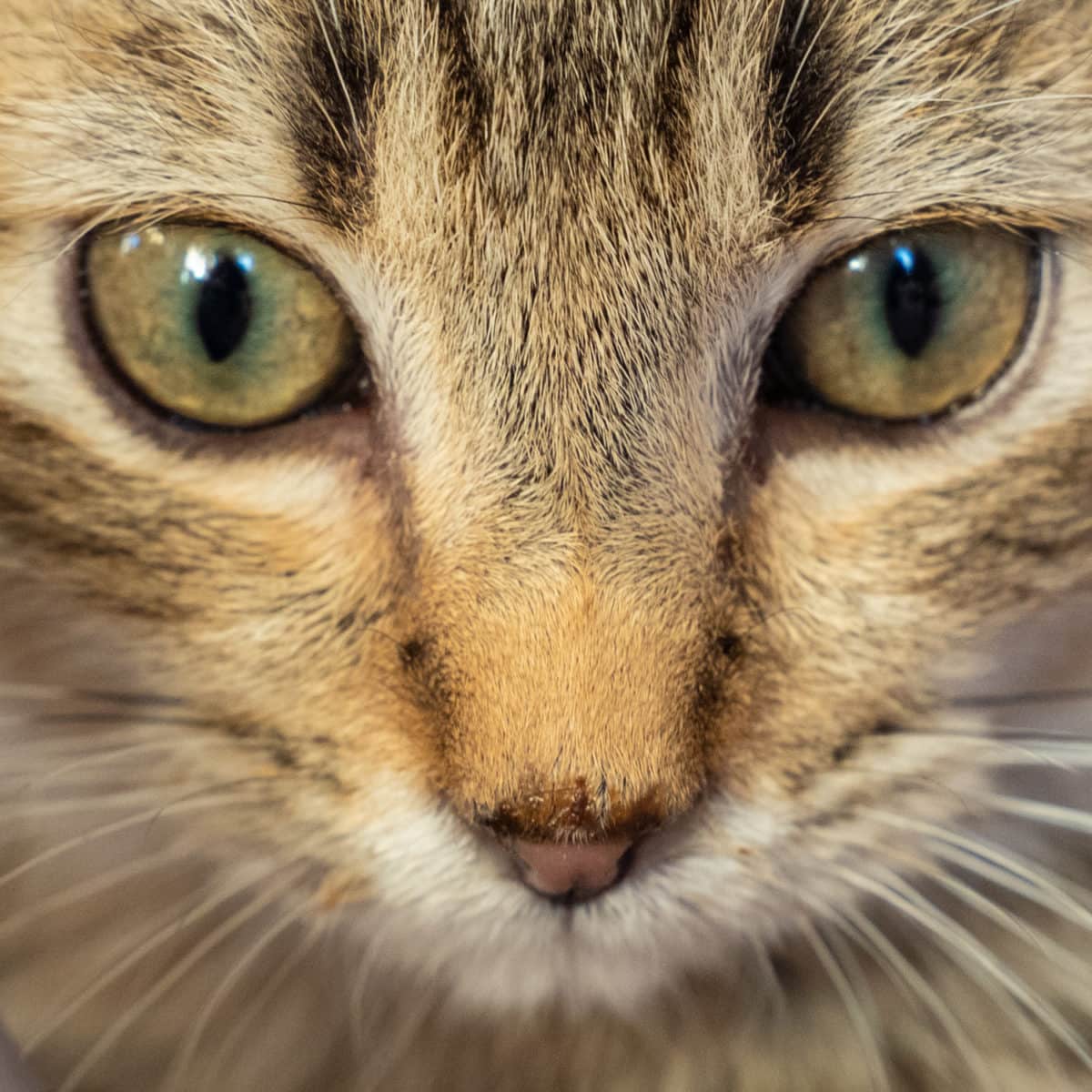 kitten face
