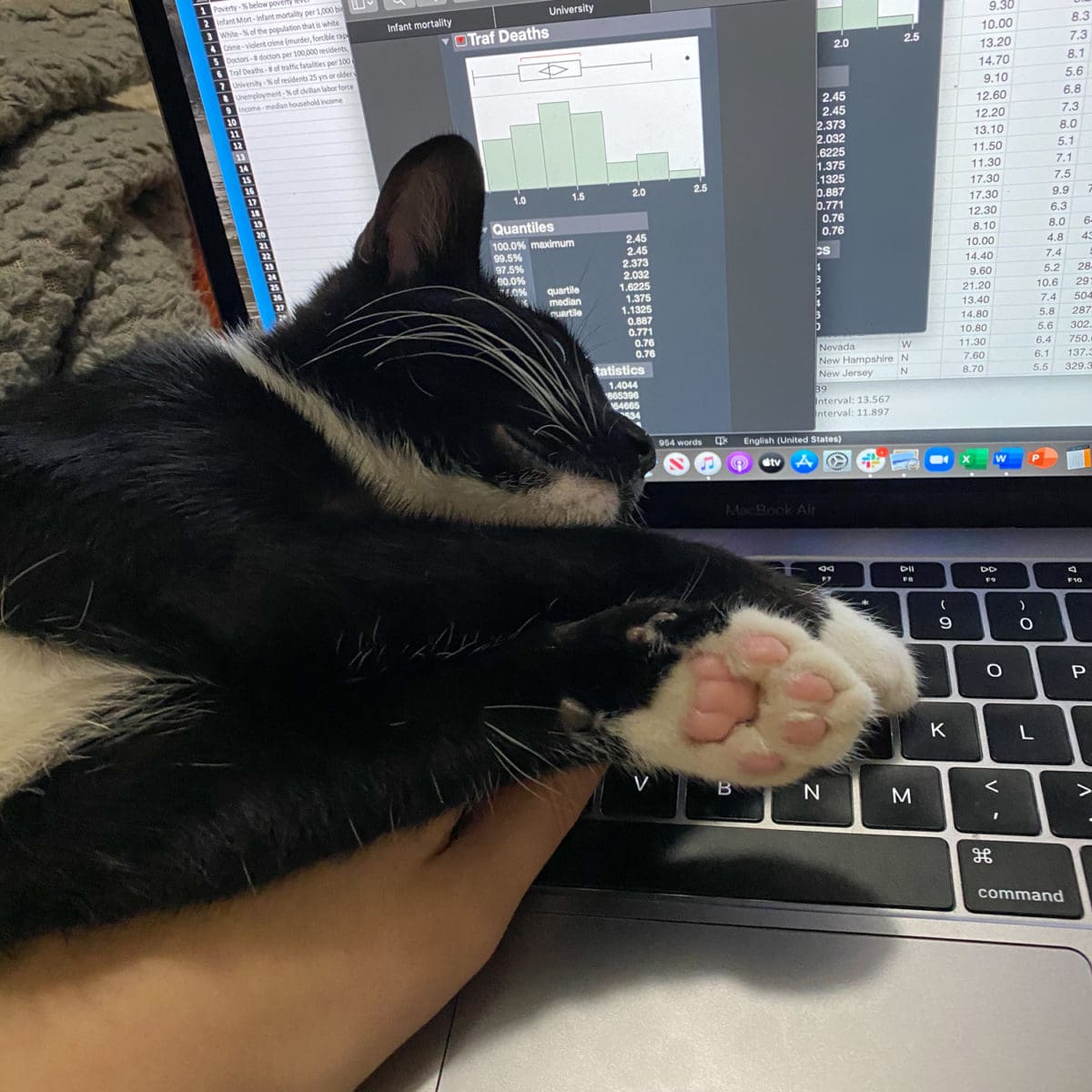 kitten laptop