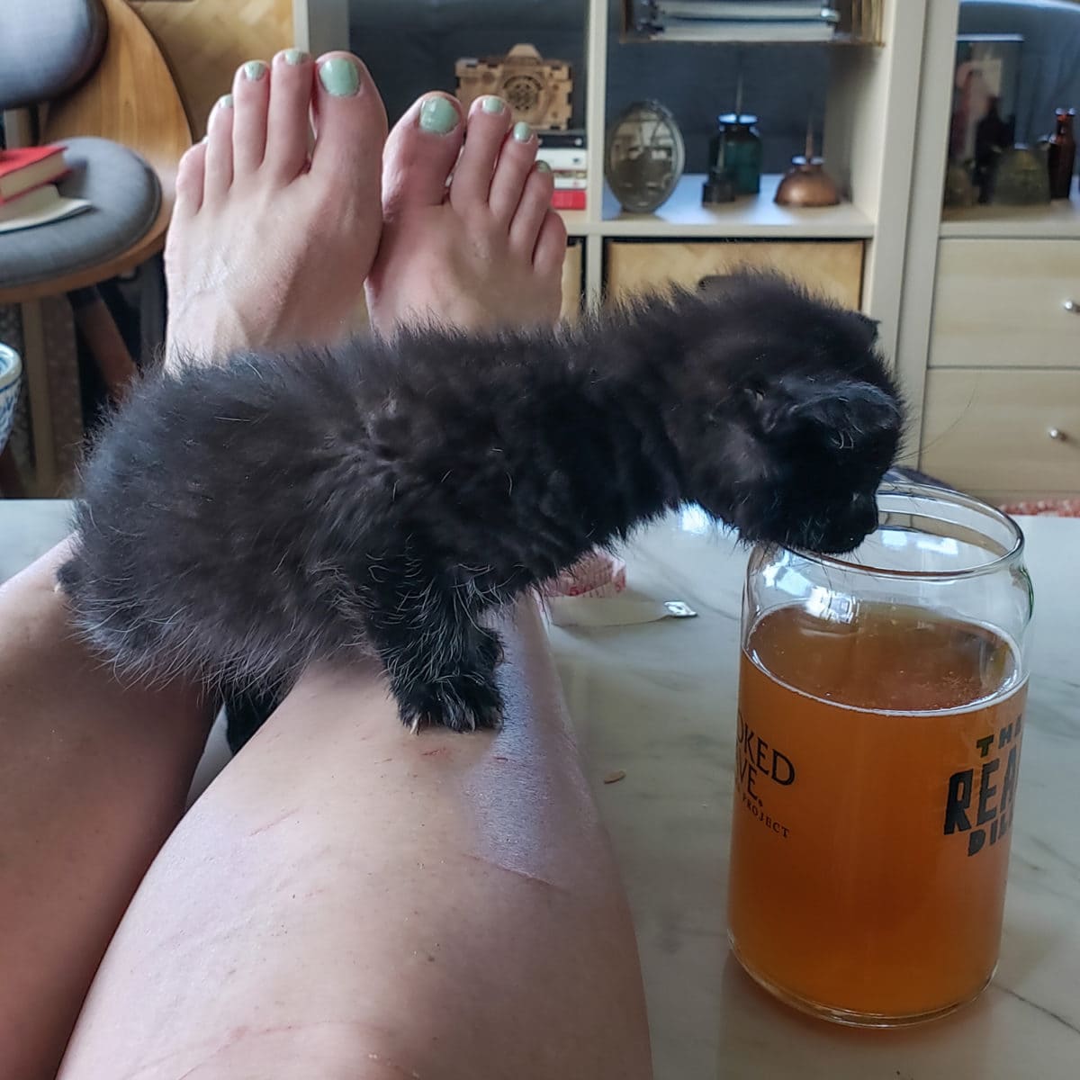 kitten beer