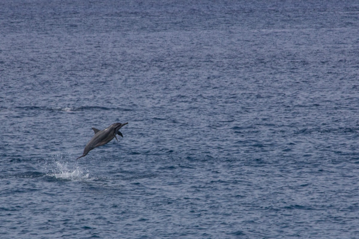 Spinner Dolphins play in the bay lanai