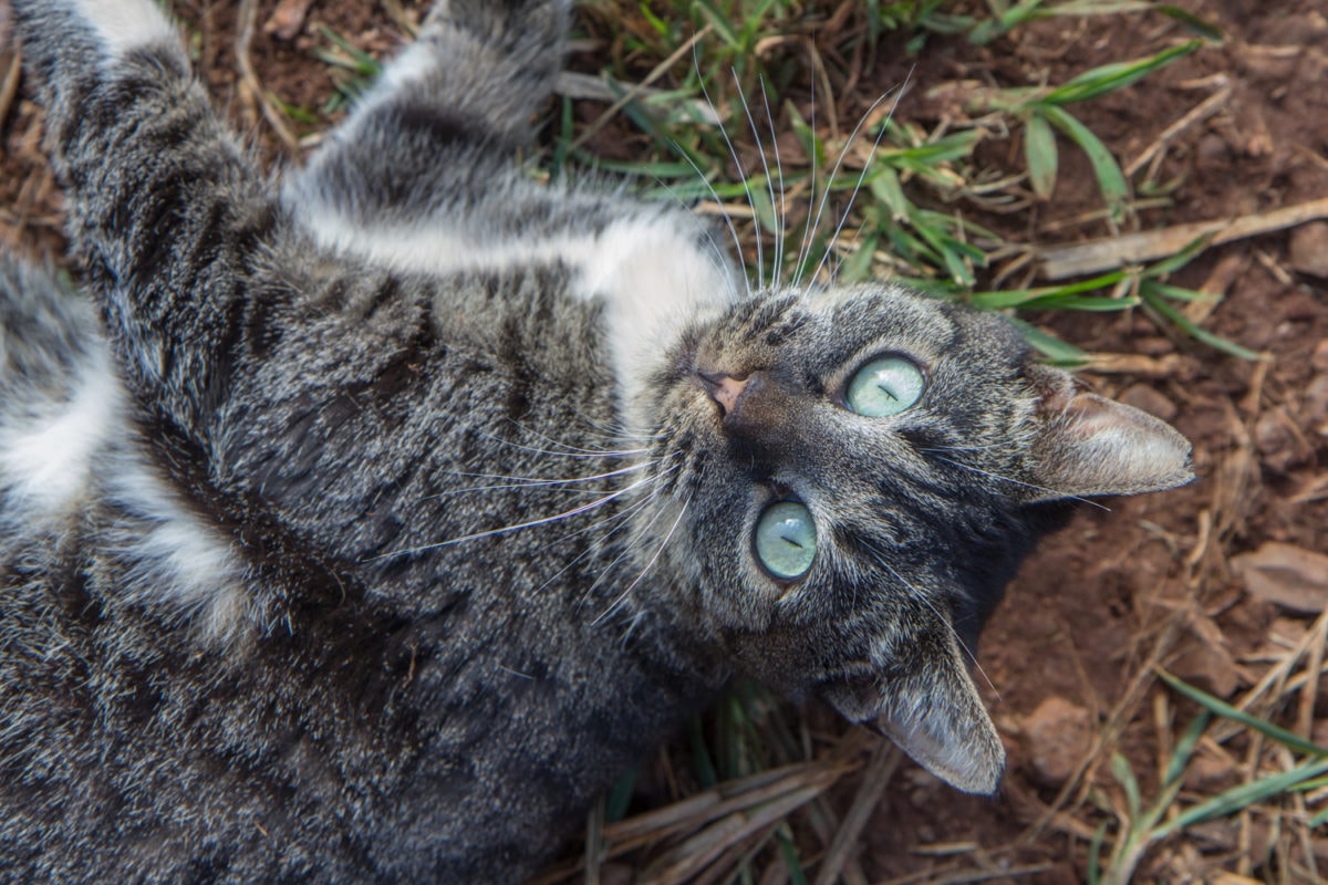 a resident cat at the cat sanctuary on lanai