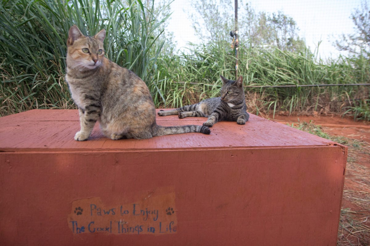 things to do on lanai - visit the cat sanctuary on lanai