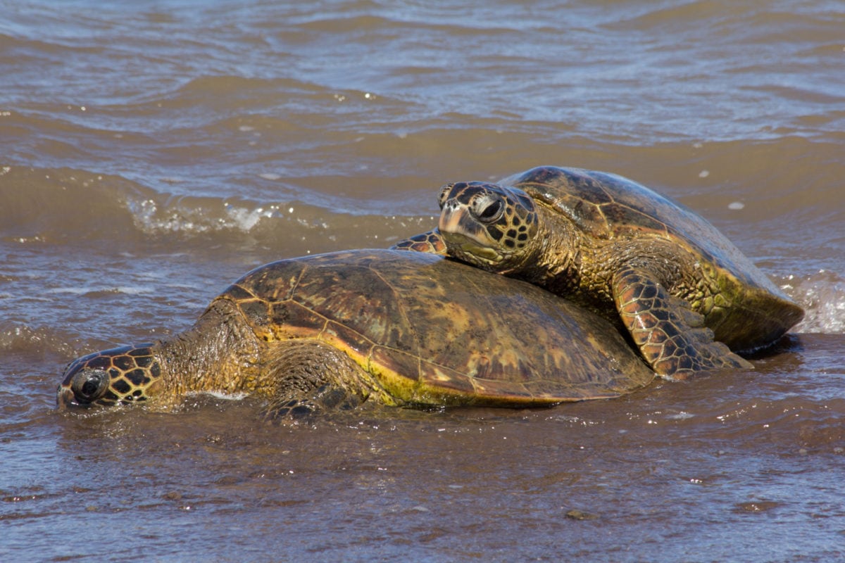 sea turtles mating lanai - wildlife watching on the list of things to do on lanai