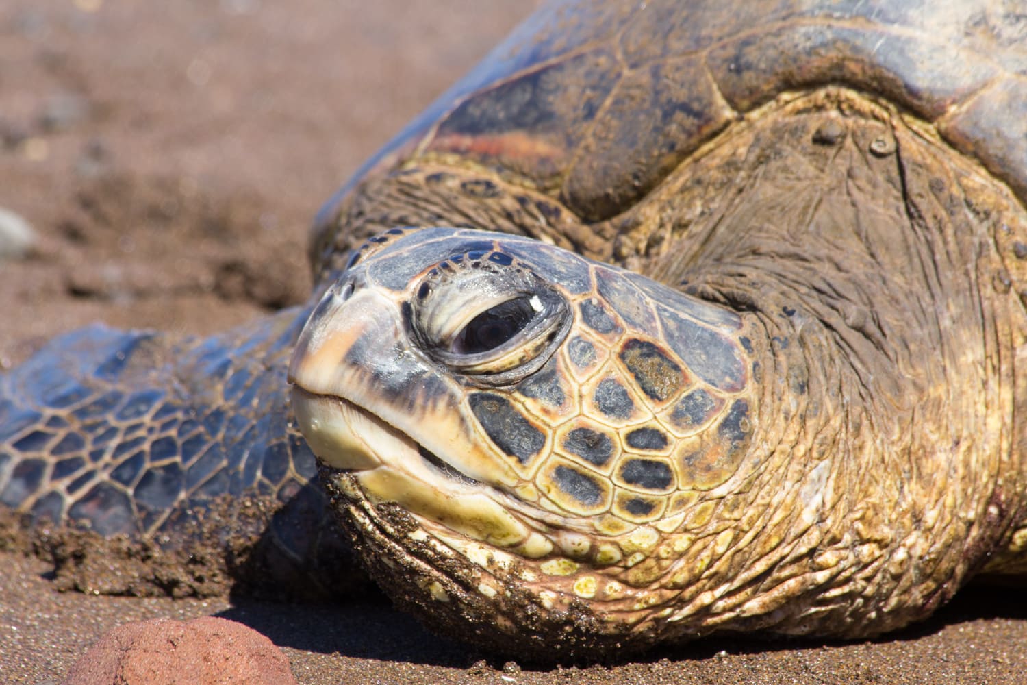 things to do in lanai