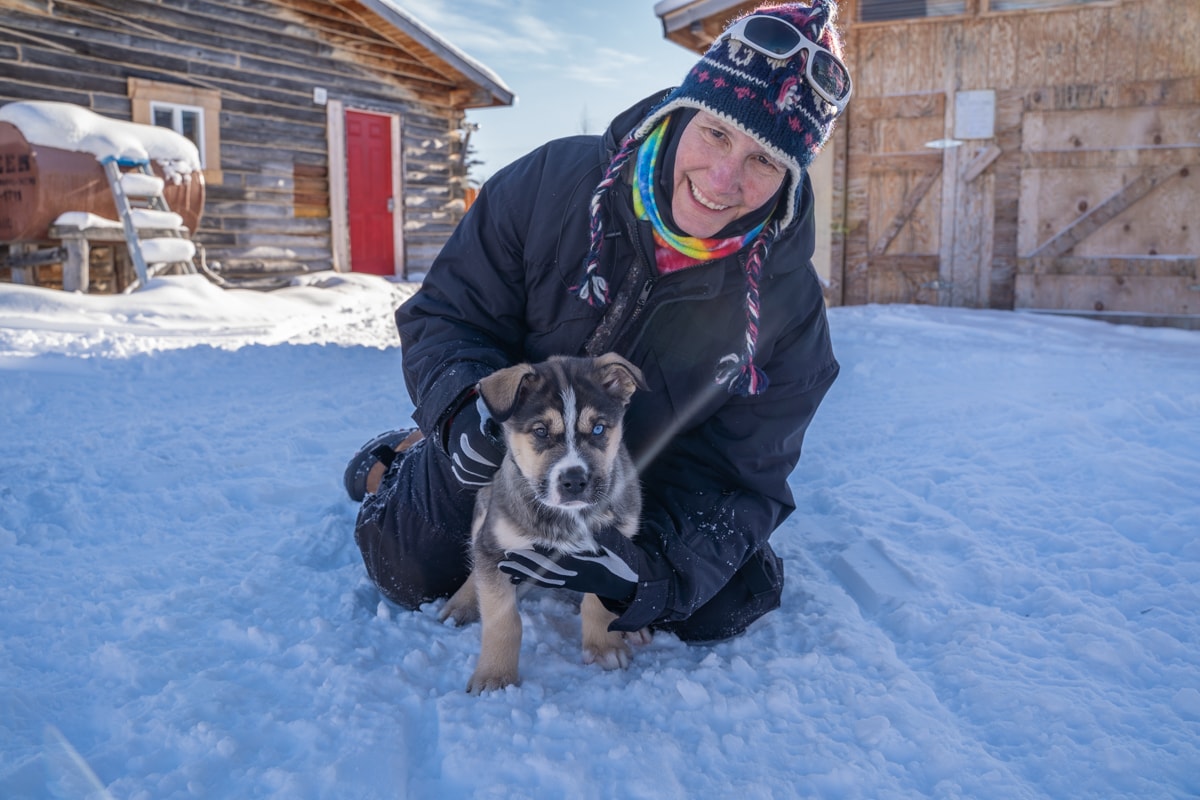 alaska sled dog puppy