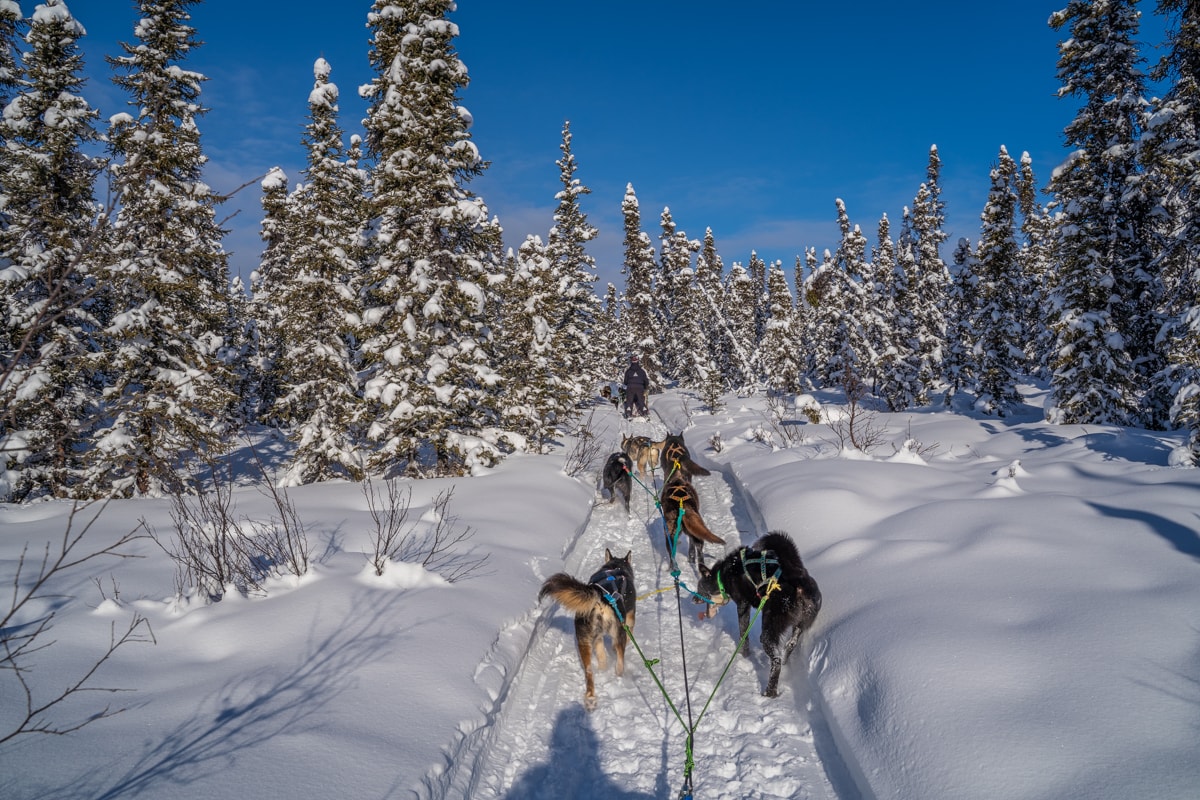 alaska sled dogs