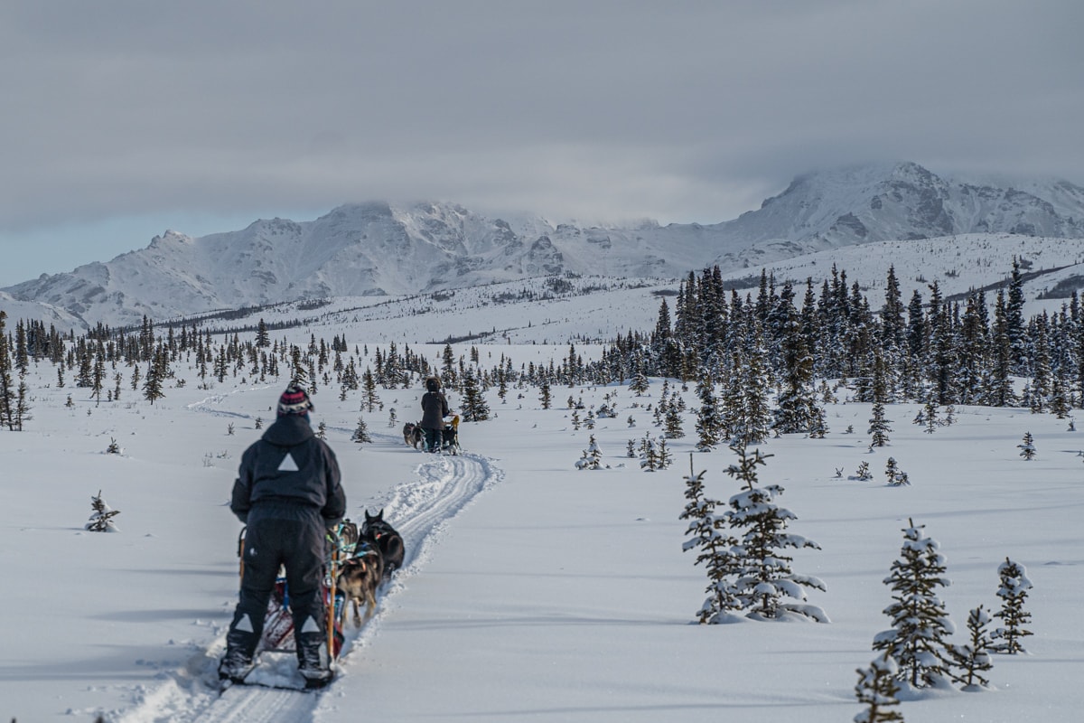 dog sledding denali national park