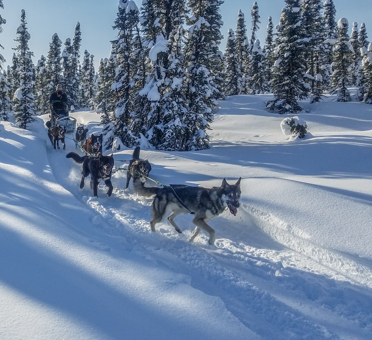 sled dogs alaska