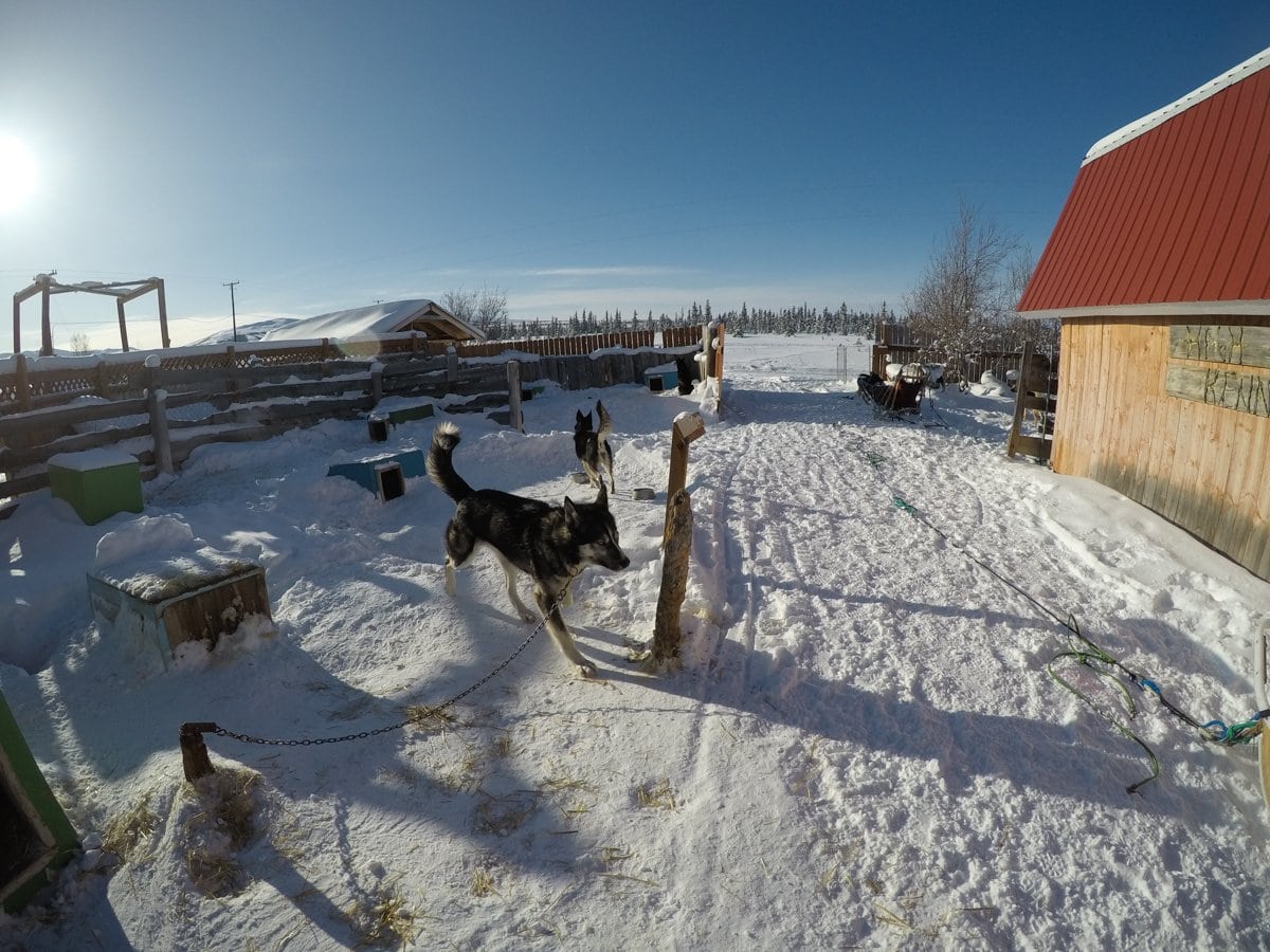 alaska sled dog kennels