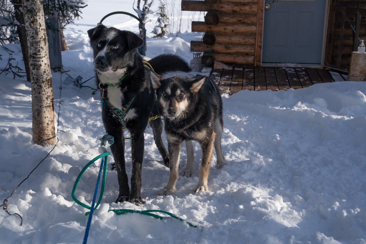 alaska sled dog types