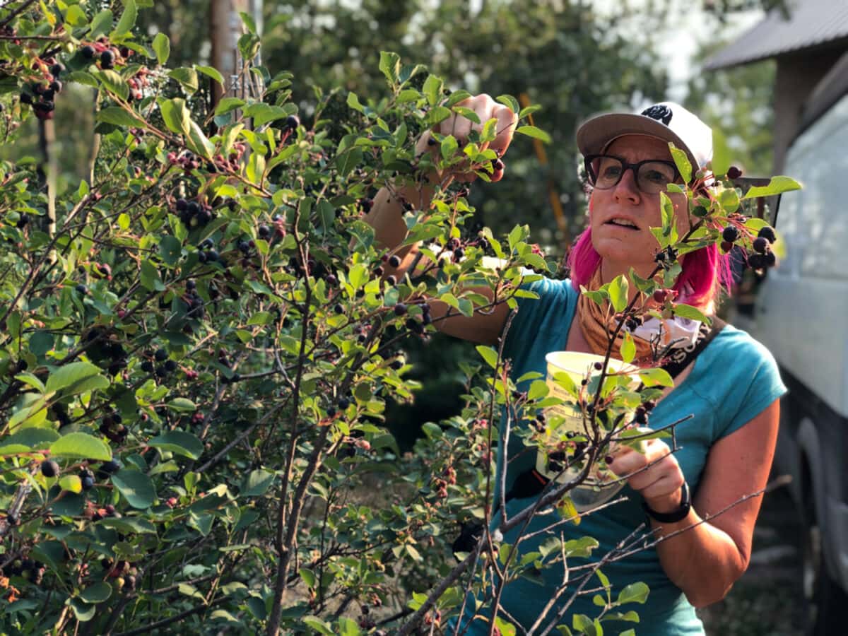 Foraging with Indigikitchen