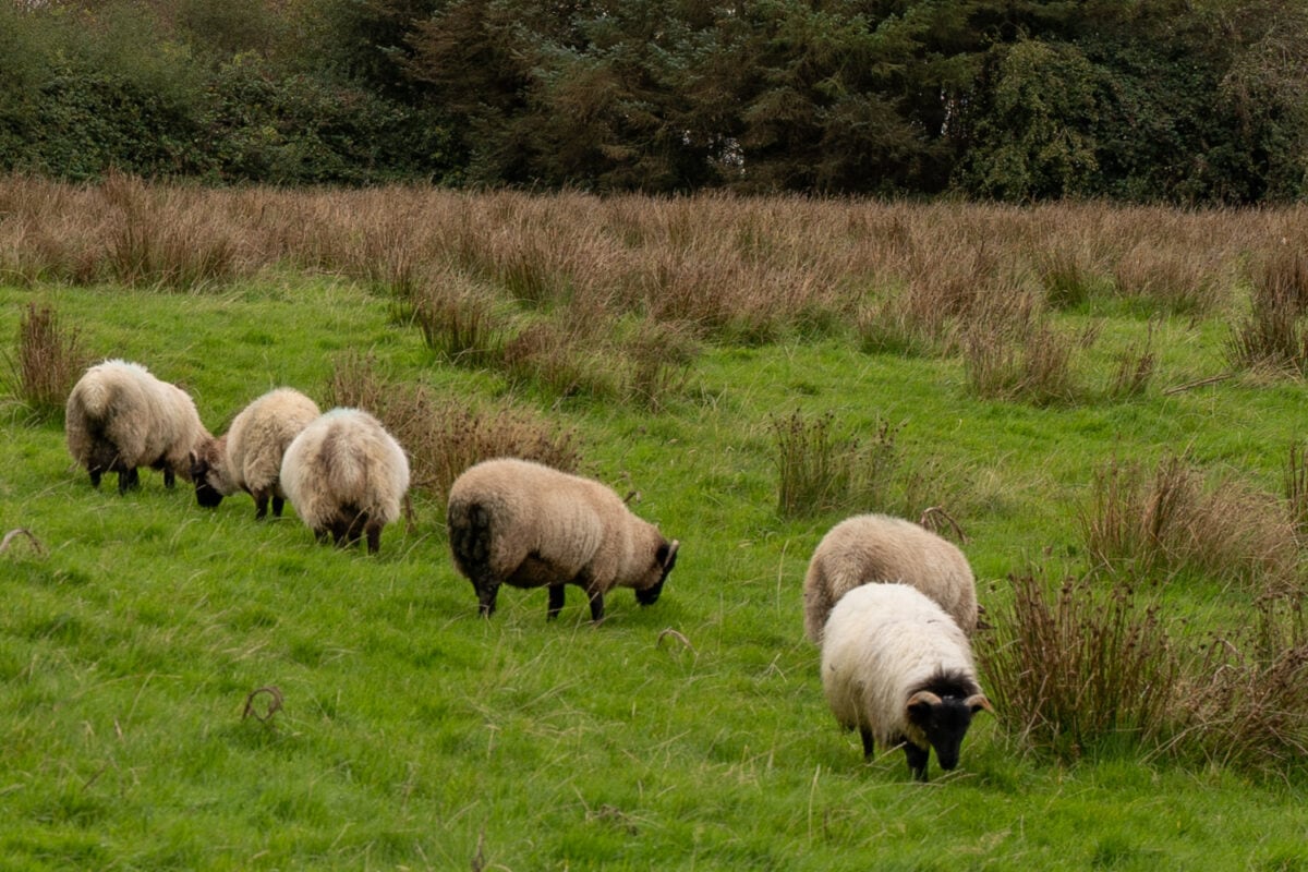 Ireland Ottsworld Tour 09281