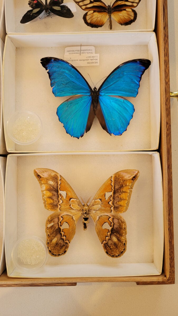 Mashpi research lab butterflies