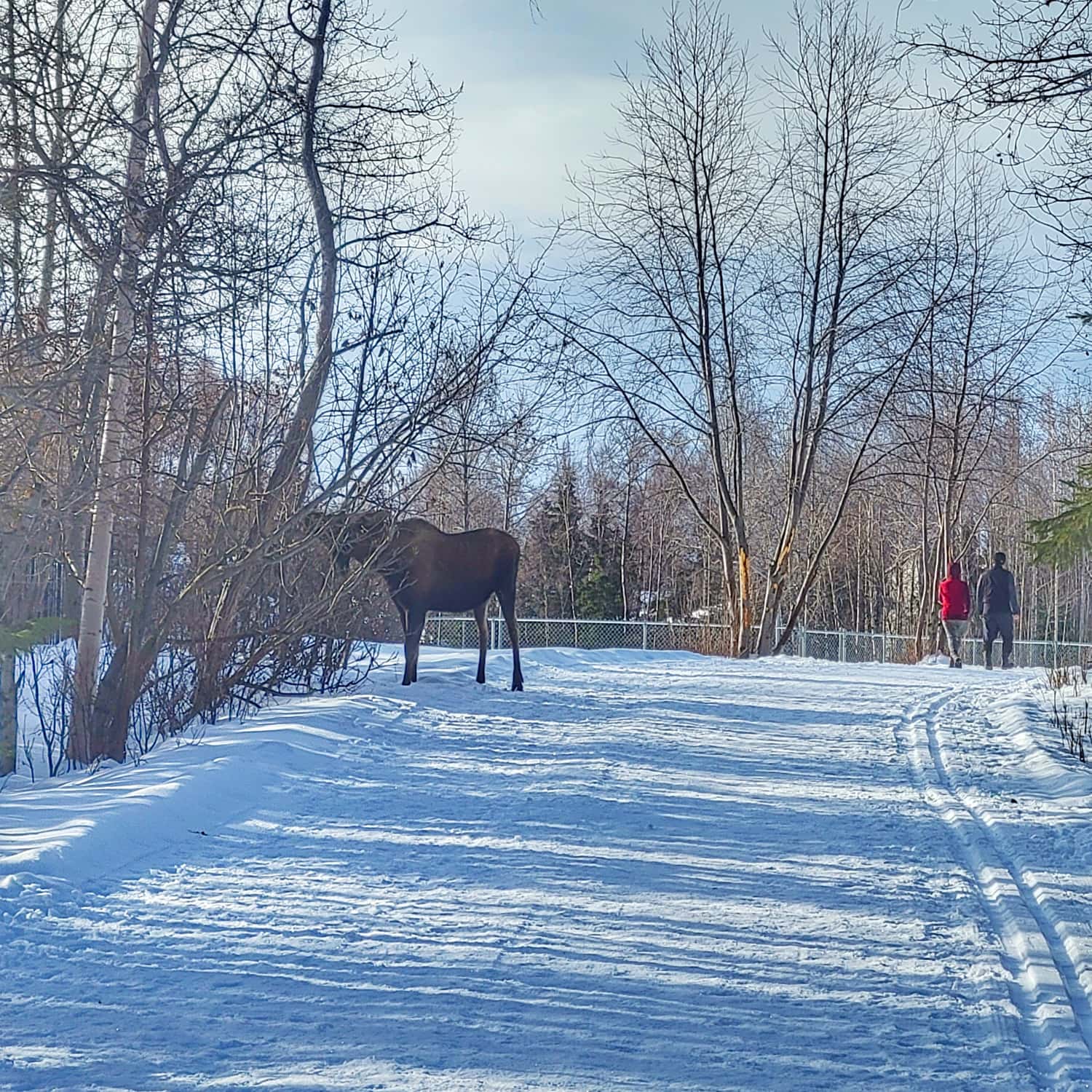 Anchorage coastal trail moose