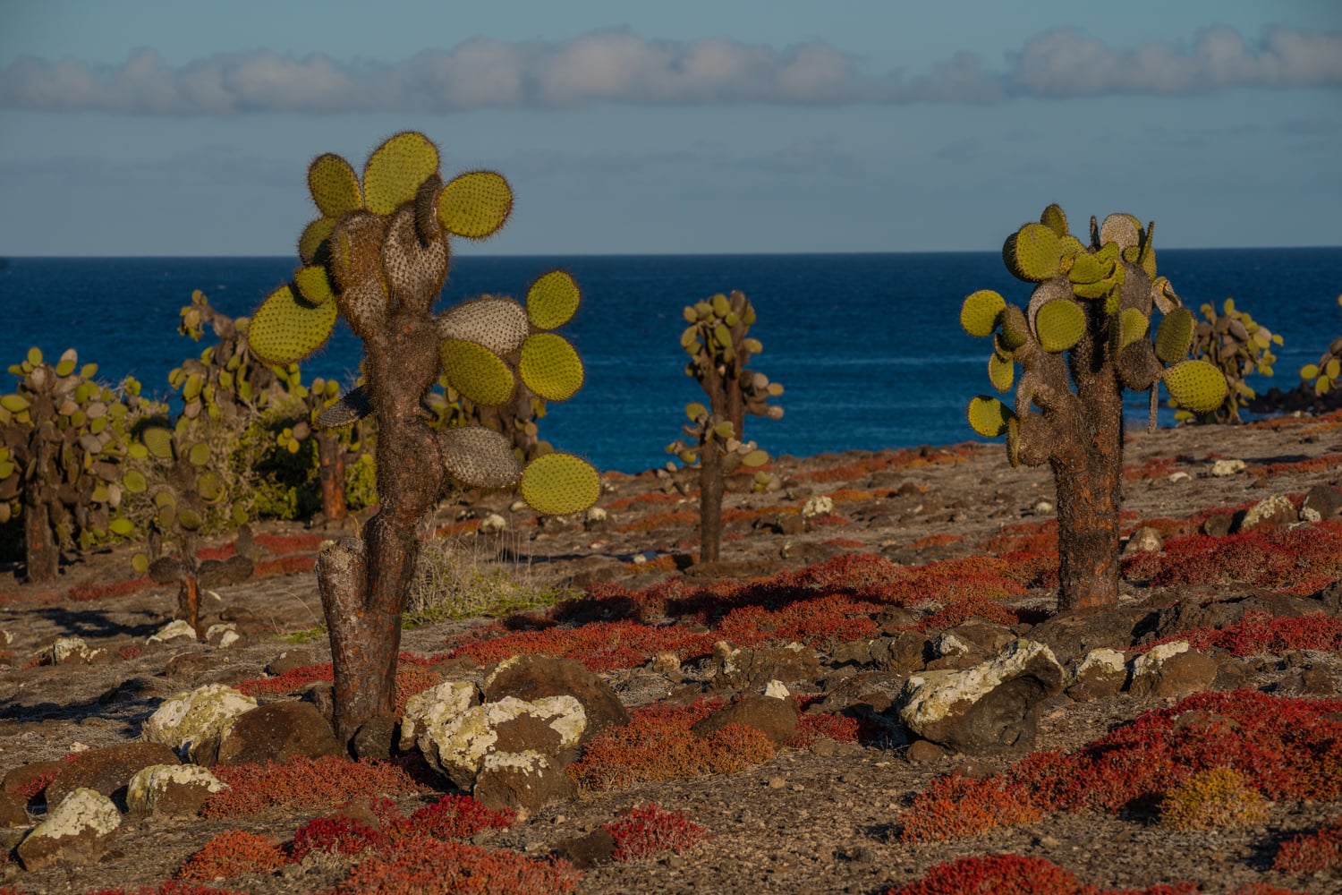 Plaza sur galapagos