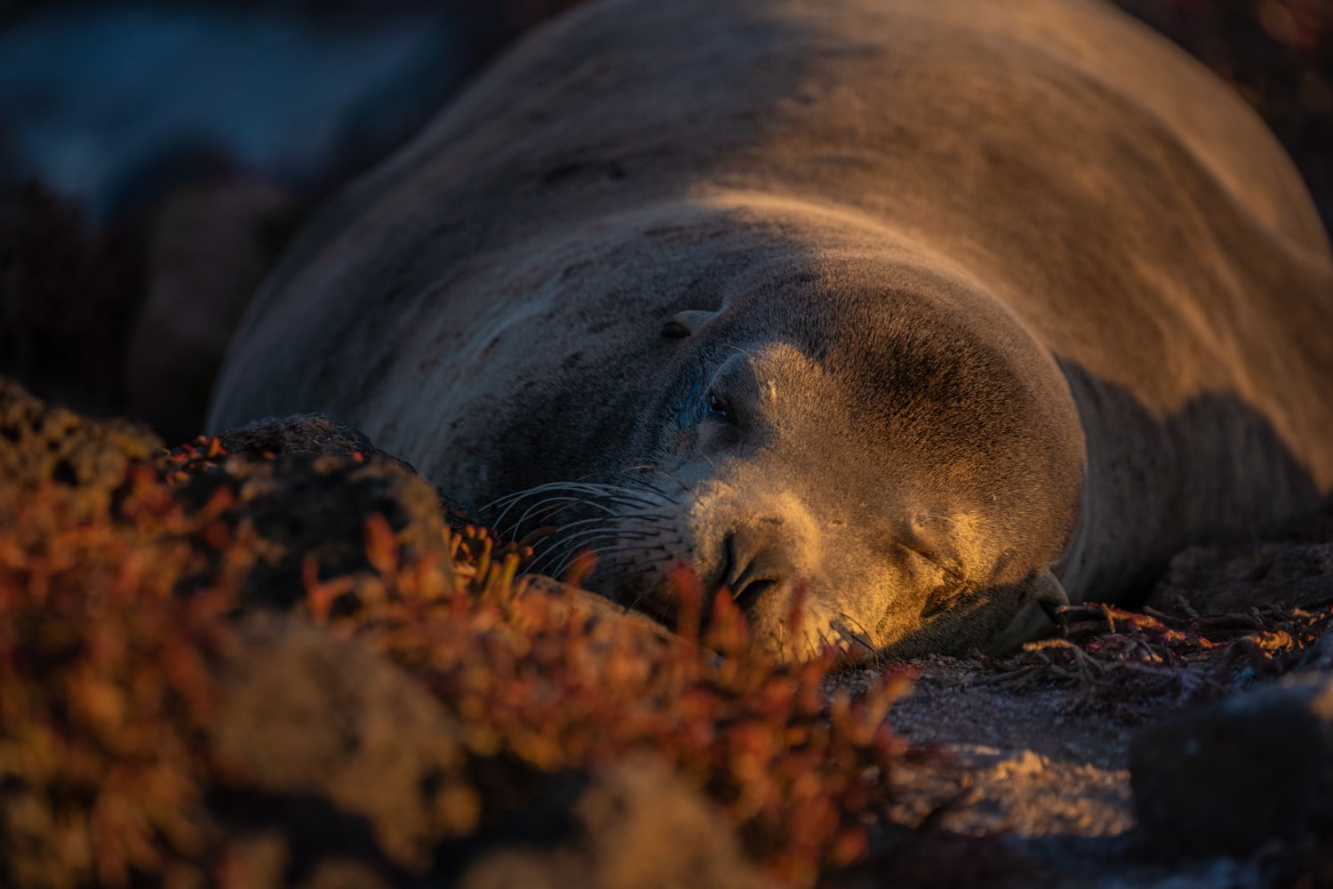 galapagos wildlife