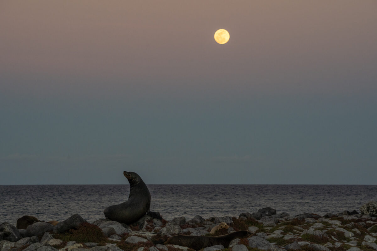 Full moon and sea lion