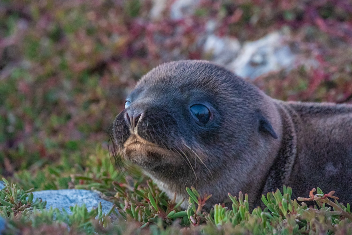 galapagos wildlife photography