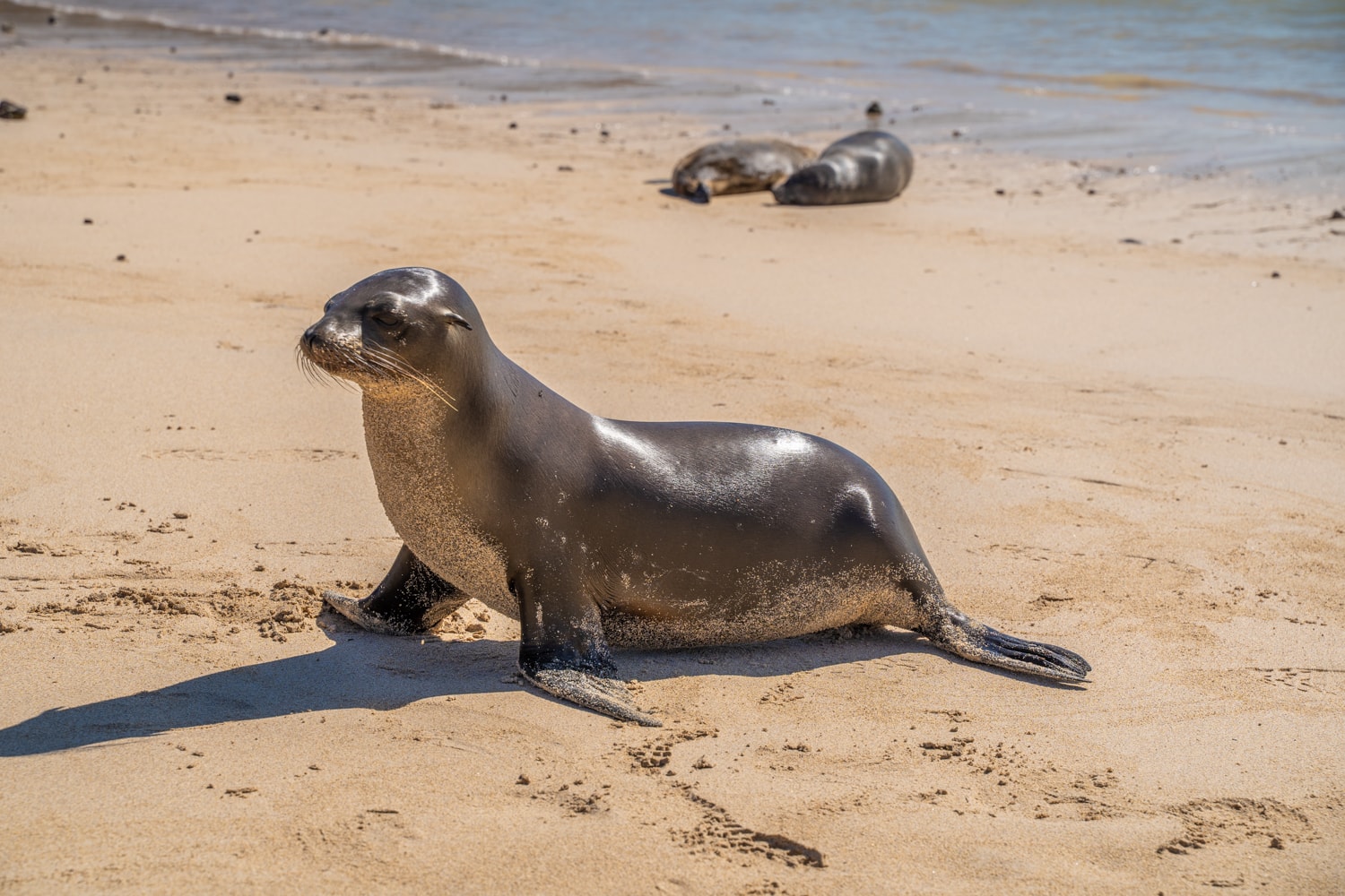 galapagos wildlife photography