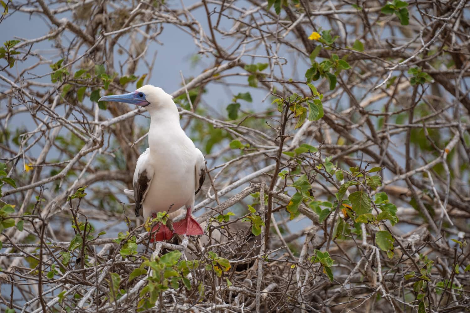 red footed boobie