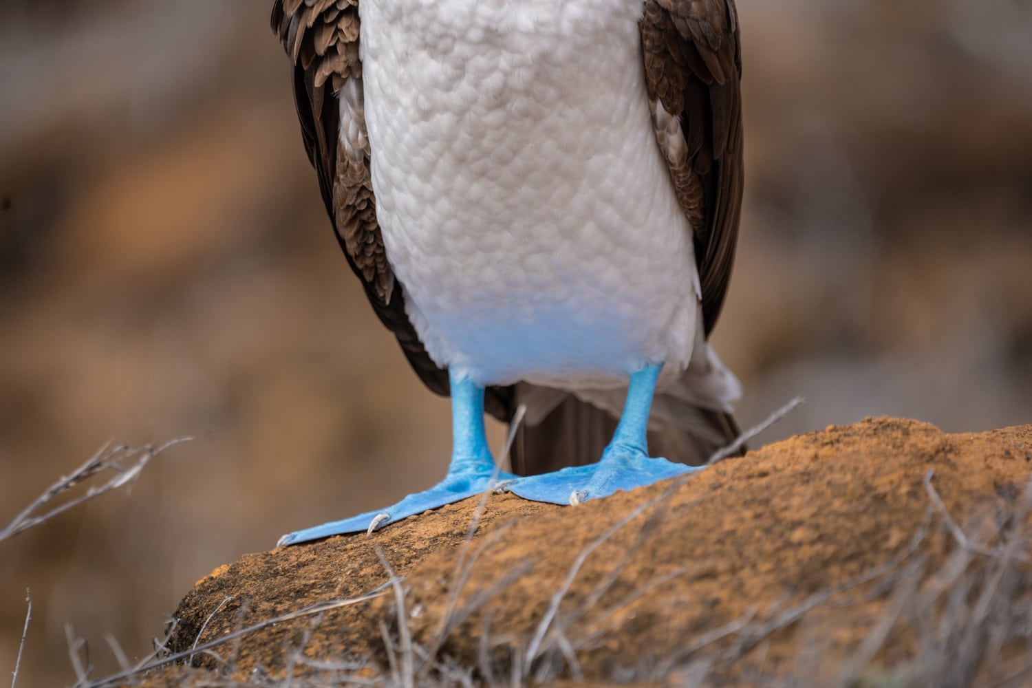 blue footed boobie