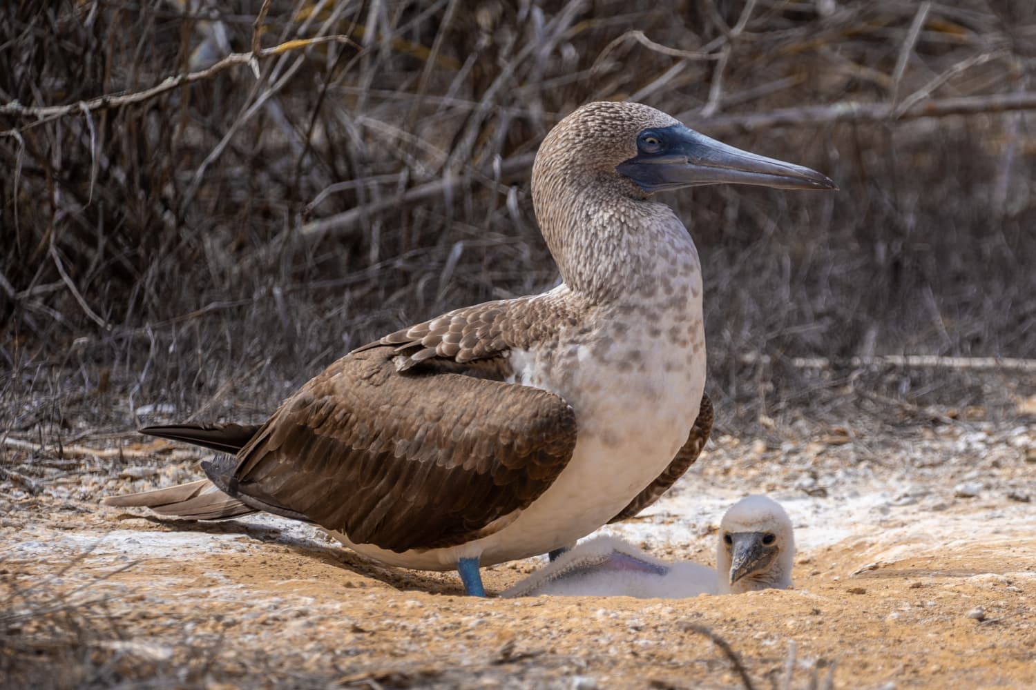 galapagos wildlife photography