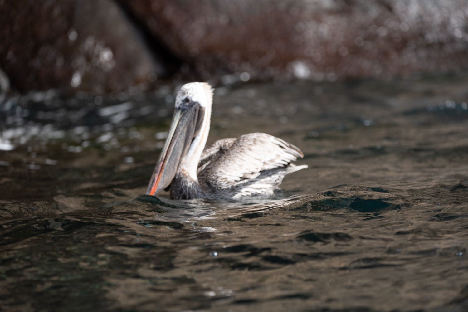 galapagos penguin