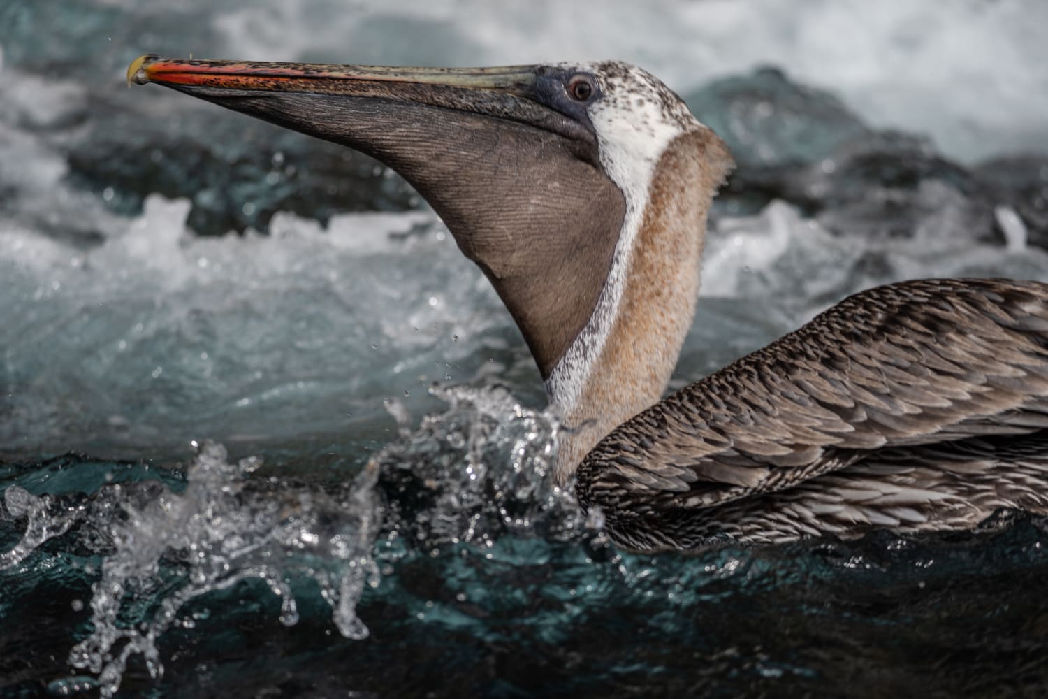 galapagos wildlife photography pelican