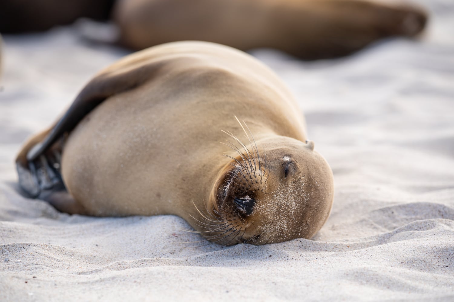 sleeping sea lion