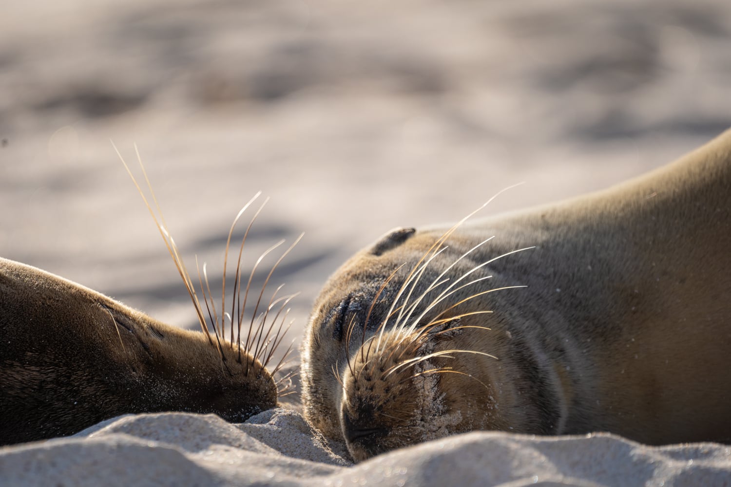 cleeping sea lion