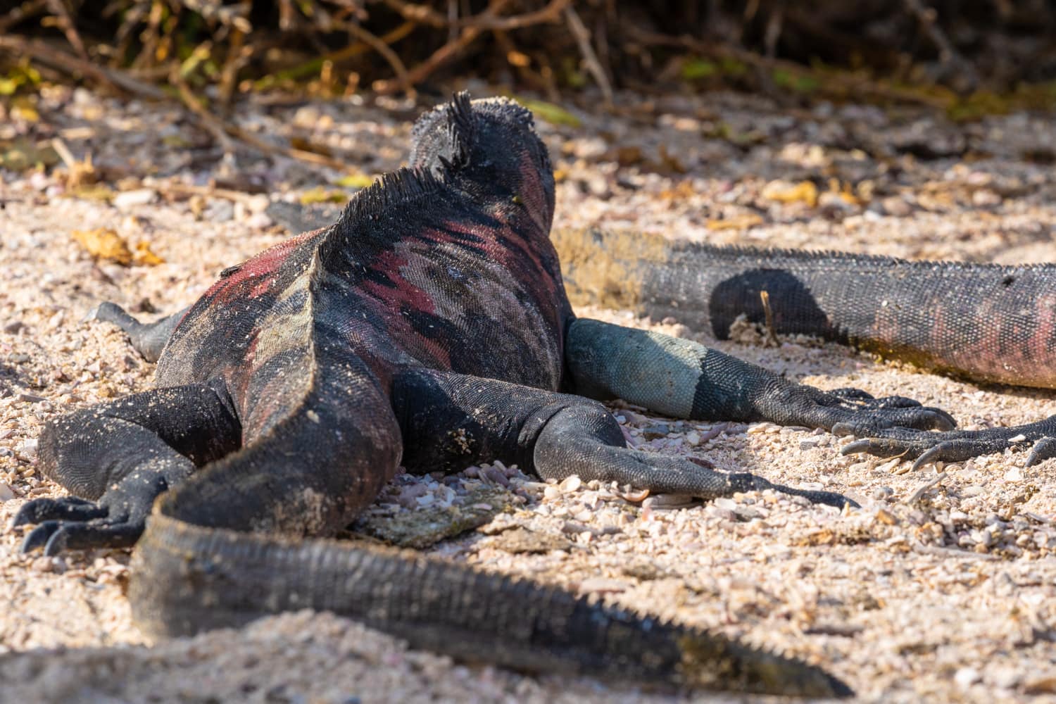 galapagos wildlife photography iguana
