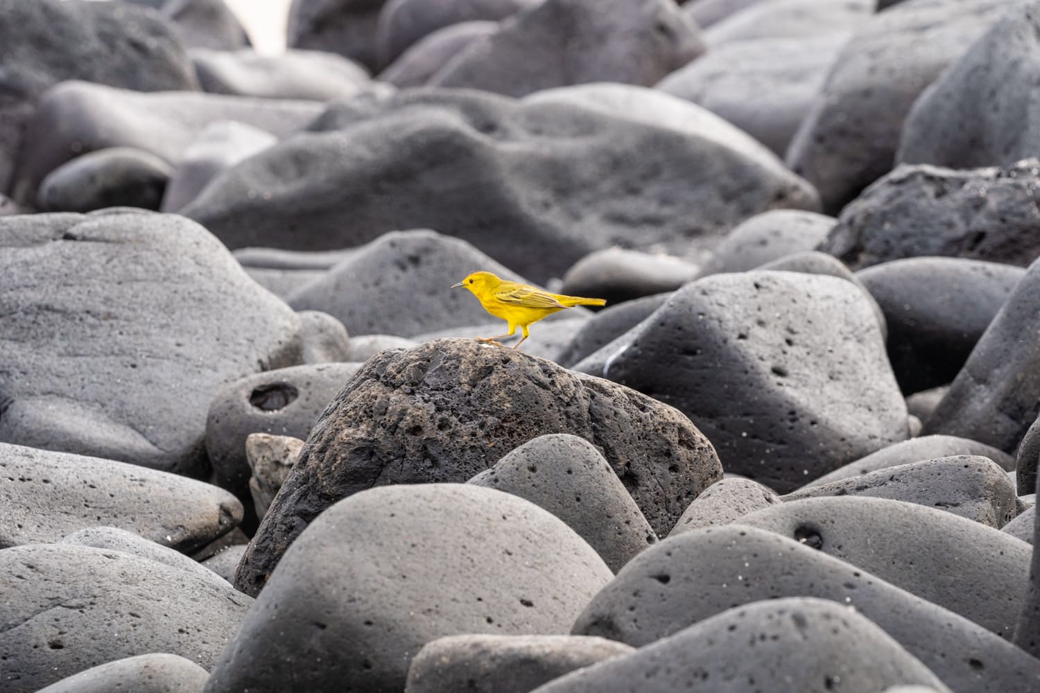 galapagos wildlife photography