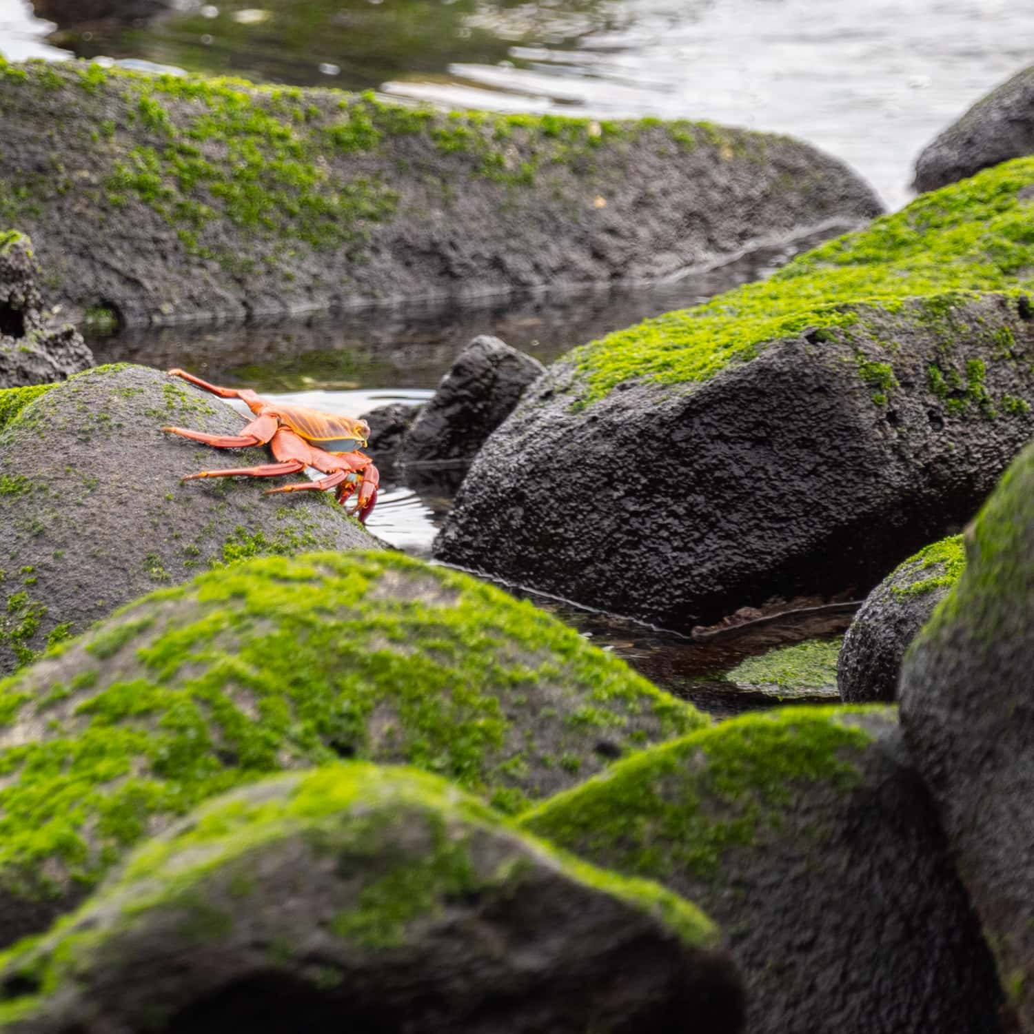 galapagos wildlife photography