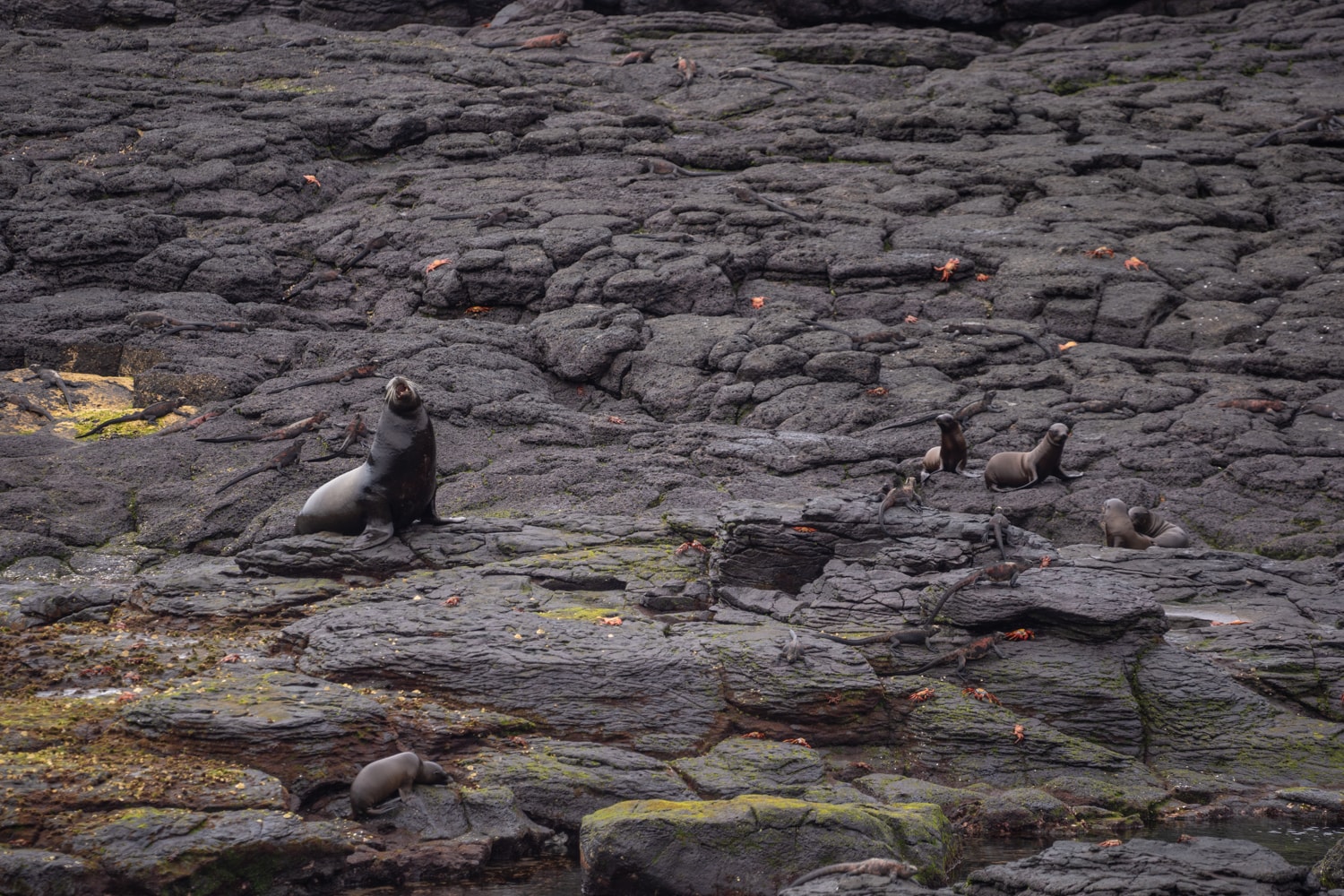 galapagos cruise