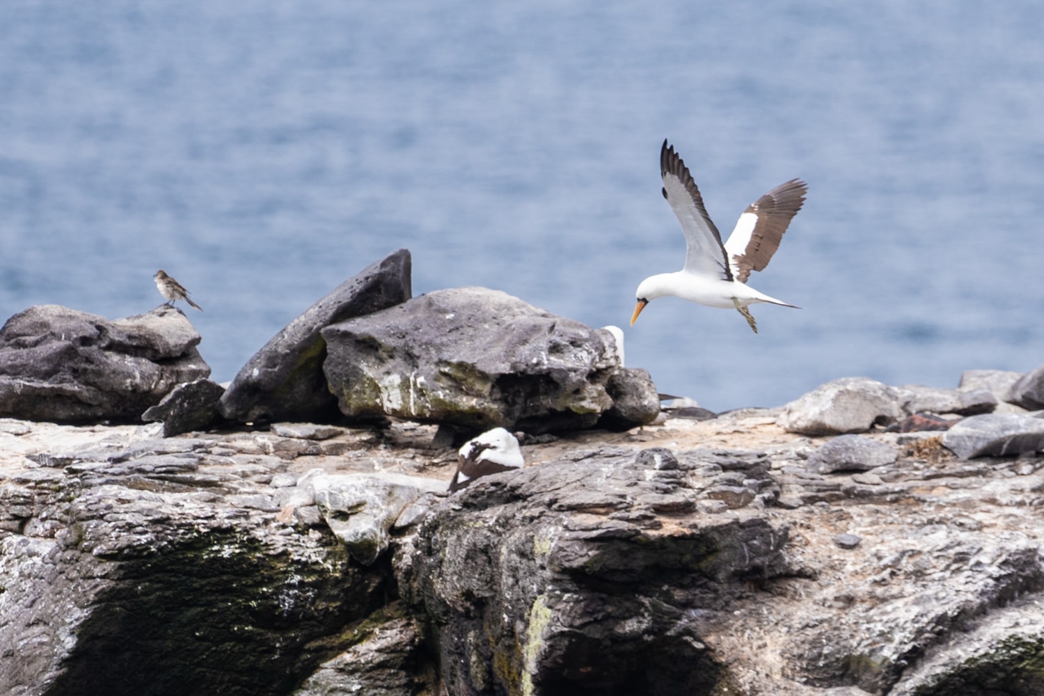 punta suarez galapagos