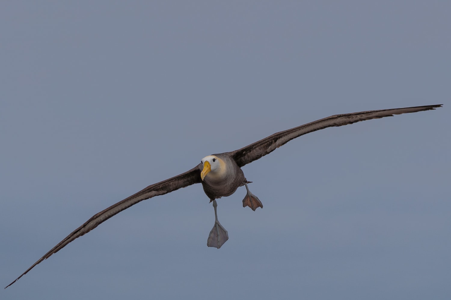 punta suarez birds